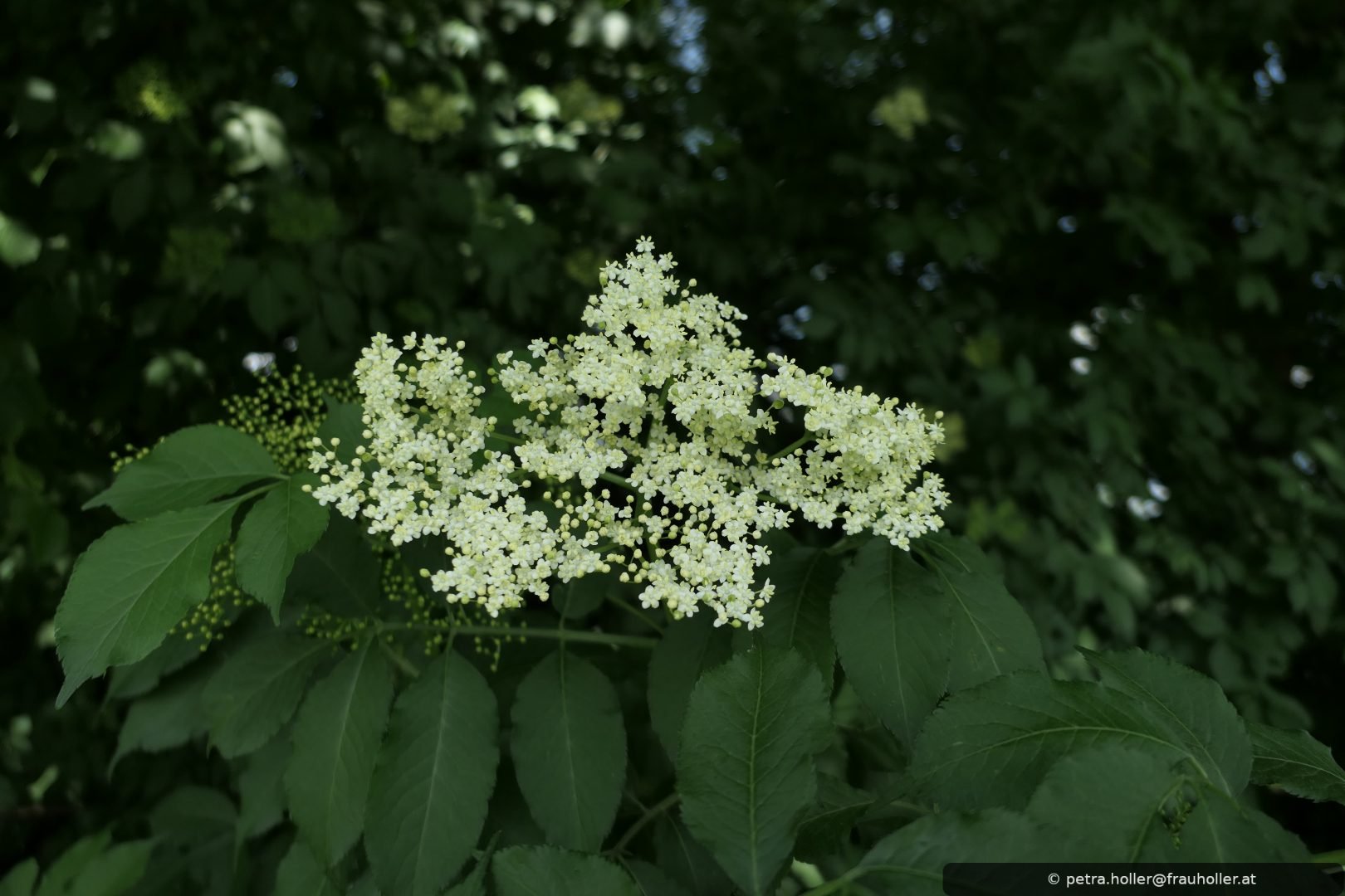 Pflanzenportrait "Der Holler"