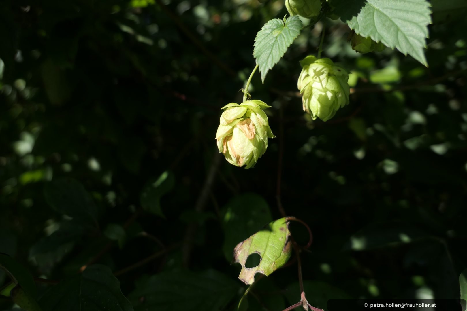 Pflanzenportrait "Der Hopfen"
